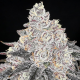 Frozen Black Cherry - ANESIA SEEDS | TanieSianie.pl