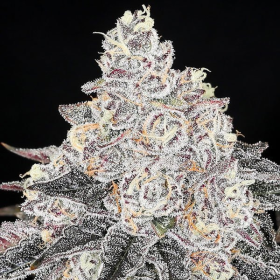 Frozen Black Cherry - ANESIA SEEDS | TanieSianie.pl