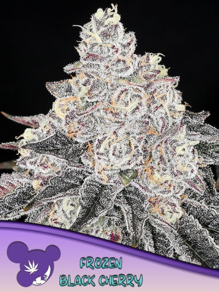 Frozen Black Cherry - ANESIA SEEDS | TanieSianie.pl