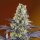 Sweet Zenzation - SWEET SEEDS | TanieSianie.pl