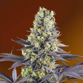 Sweet Zenzation - SWEET SEEDS | TanieSianie.pl