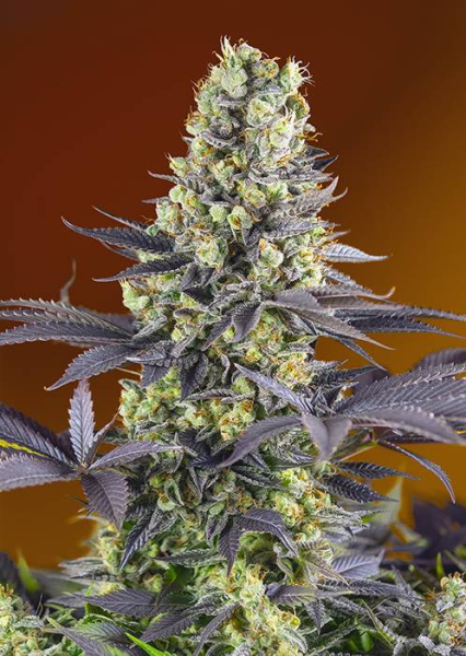 Sweet Zenzation - SWEET SEEDS | TanieSianie.pl