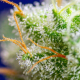 Sweet Zenzation - SWEET SEEDS | TanieSianie.pl