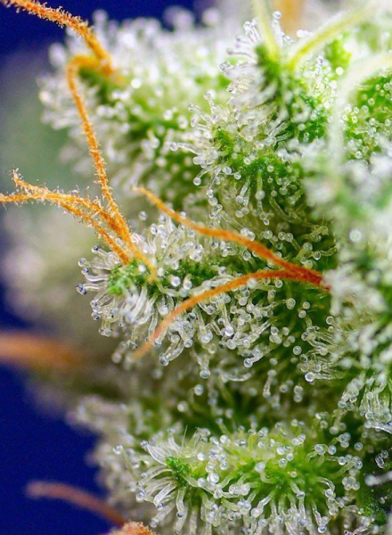 Sweet Zenzation - SWEET SEEDS | TanieSianie.pl