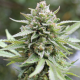 Lemongrass - HUMBOLDT SEED COMPANY | TanieSianie.pl