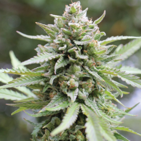 Lemongrass - HUMBOLDT SEED COMPANY | TanieSianie.pl