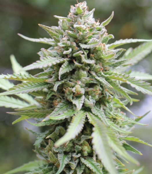 Lemongrass - HUMBOLDT SEED COMPANY | TanieSianie.pl