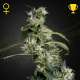 Arjan's Ultra Haze #2 - GREEN HOUSE SEEDS | TanieSianie.pl
