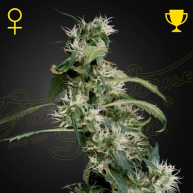 Arjan's Ultra Haze #2 - GREEN HOUSE SEEDS | TanieSianie.pl