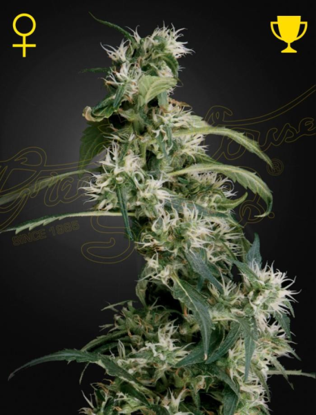Arjan's Ultra Haze #2 - GREEN HOUSE SEEDS | TanieSianie.pl