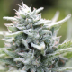Magic Melon - HUMBOLDT SEED COMPANY | TanieSianie.pl