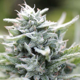 Magic Melon - HUMBOLDT SEED COMPANY | TanieSianie.pl