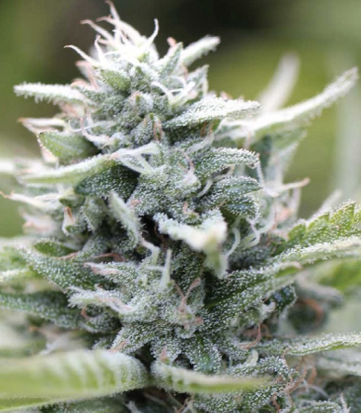 Magic Melon - HUMBOLDT SEED COMPANY | TanieSianie.pl