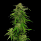 Mango Sherbert - HUMBOLDT SEED COMPANY | TanieSianie.pl