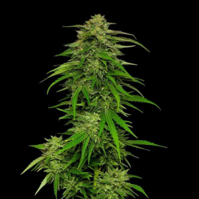 Mango Sherbert - HUMBOLDT SEED COMPANY | TanieSianie.pl