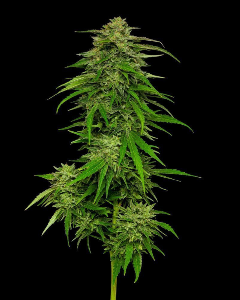 Mango Sherbert - HUMBOLDT SEED COMPANY | TanieSianie.pl