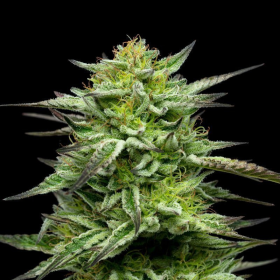Mountaintop Mint - HUMBOLDT SEED COMPANY | TanieSianie.pl