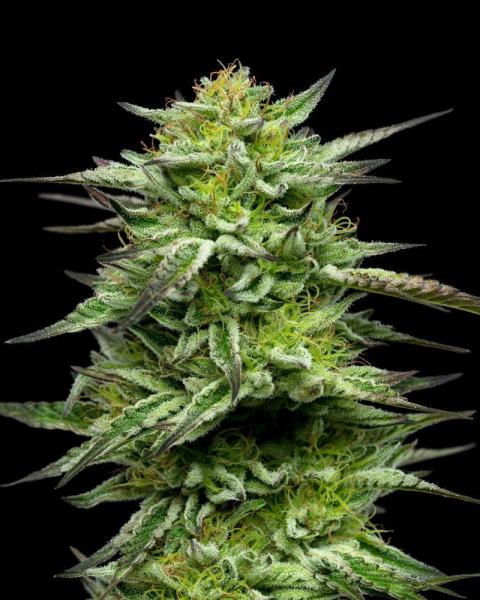 Mountaintop Mint - HUMBOLDT SEED COMPANY | TanieSianie.pl