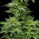 Mountaintop Mint - HUMBOLDT SEED COMPANY | TanieSianie.pl