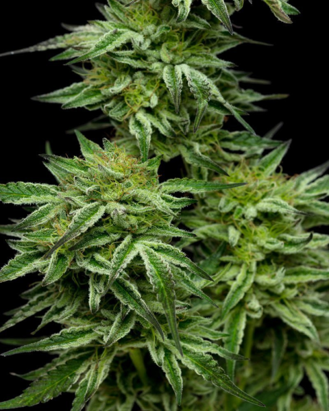 Mountaintop Mint - HUMBOLDT SEED COMPANY | TanieSianie.pl