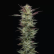 Notorious THC - HUMBOLDT SEED COMPANY | TanieSianie.pl