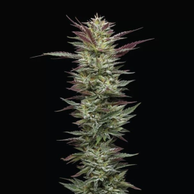 Notorious THC - HUMBOLDT SEED COMPANY | TanieSianie.pl
