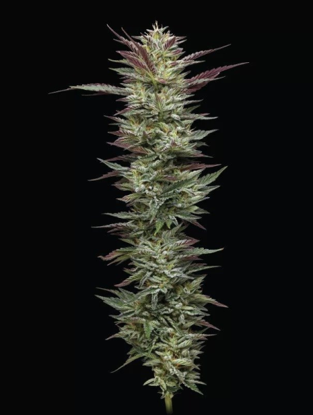 Notorious THC - HUMBOLDT SEED COMPANY | TanieSianie.pl