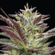 Notorious THC - HUMBOLDT SEED COMPANY | TanieSianie.pl