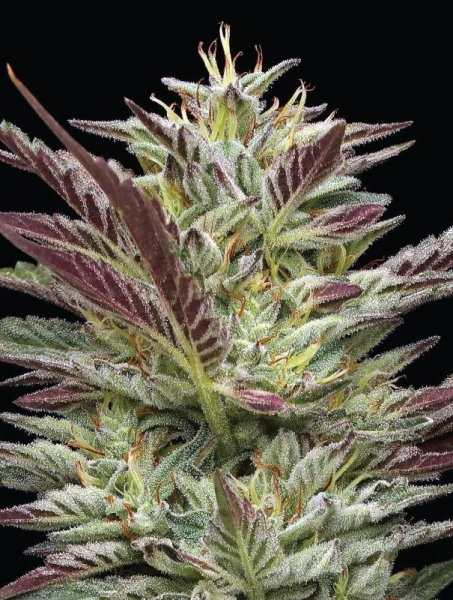 Notorious THC - HUMBOLDT SEED COMPANY | TanieSianie.pl