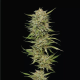 OG Kush - HUMBOLDT SEED COMPANY | TanieSianie.pl