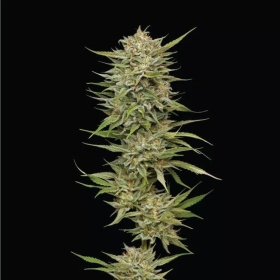 OG Kush - HUMBOLDT SEED COMPANY | TanieSianie.pl