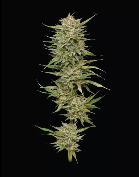 OG Kush - HUMBOLDT SEED COMPANY | TanieSianie.pl