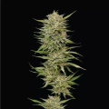 OG Kush - HUMBOLDT SEED COMPANY