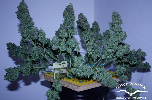 Auto Blueberry - DUTCH PASSION | TanieSianie.pl