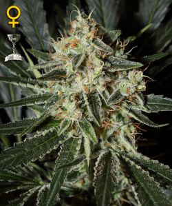 Cheese - GREEN HOUSE SEEDS | TanieSianie.pl