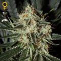 Cheese - GREEN HOUSE SEEDS