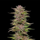 Pineapple Muffin - HUMBOLDT SEED COMPANY | TanieSianie.pl
