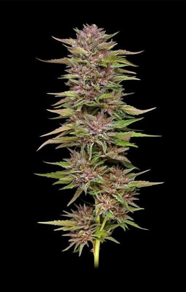 Pineapple Muffin - HUMBOLDT SEED COMPANY | TanieSianie.pl