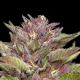 Pineapple Muffin - HUMBOLDT SEED COMPANY | TanieSianie.pl
