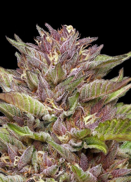 Pineapple Muffin - HUMBOLDT SEED COMPANY | TanieSianie.pl