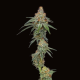 Pineapple Upside Down Cake - HUMBOLDT SEED COMPANY | TanieSianie.pl