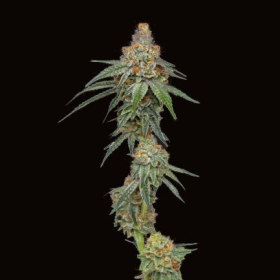 Pineapple Upside Down Cake - HUMBOLDT SEED COMPANY | TanieSianie.pl