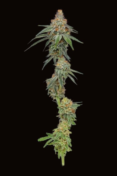 Pineapple Upside Down Cake - HUMBOLDT SEED COMPANY | TanieSianie.pl