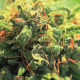 Pineapple Upside Down Cake - HUMBOLDT SEED COMPANY | TanieSianie.pl