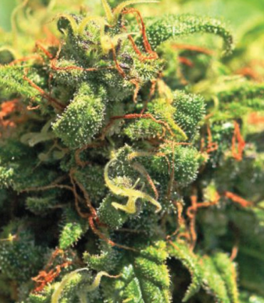 Pineapple Upside Down Cake - HUMBOLDT SEED COMPANY | TanieSianie.pl