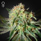 Damn Sour - GREEN HOUSE SEEDS | TanieSianie.pl