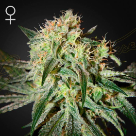 Damn Sour - GREEN HOUSE SEEDS | TanieSianie.pl