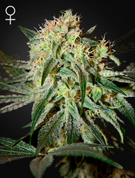 Damn Sour - GREEN HOUSE SEEDS | TanieSianie.pl