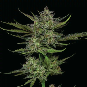 Sour Apple Auto - HUMBOLDT SEED COMPANY | TanieSianie.pl