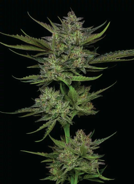 Sour Apple Auto - HUMBOLDT SEED COMPANY | TanieSianie.pl